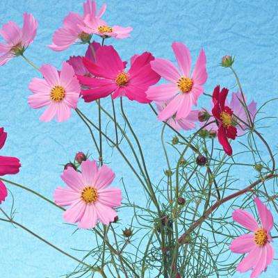 澳门威尼斯人软件